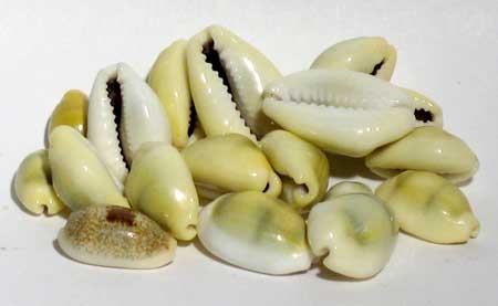 (image for) Cowrie Shells 18pcs