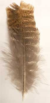 (image for) Barred Wing Smudging Feather 12" - Click Image to Close