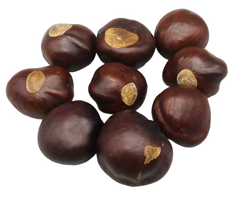 (image for) 1 Lb Buckeyes whole - Click Image to Close